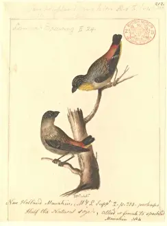 Pardalotus punctatus, spotted pardalote