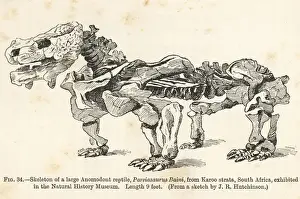 Southafrica Prints: Pareiasaurus serridens skeleton