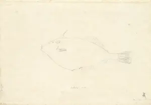 Forster Prints: Parika scaber, leatherjacket