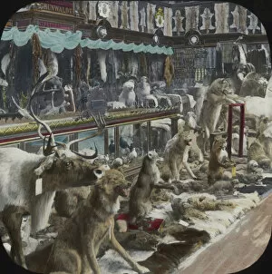 Universelle Gallery: Paris Exhibition 1900 - Stuffed Animals and Pelts