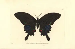 Paris peacock butterfly, Papilio paris
