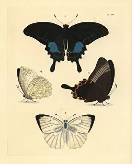 Mottled Collection: Paris peacock and mottled emigrant butterfly