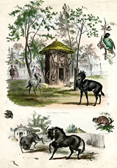 Antelopes Gallery: PARIS ZOO