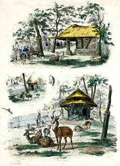 Acclimatation Gallery: PARIS ZOO - DEER