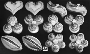 Bonbons Prints: Parisian Dessert Bonbons