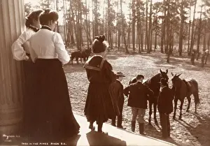 Park in the Pines