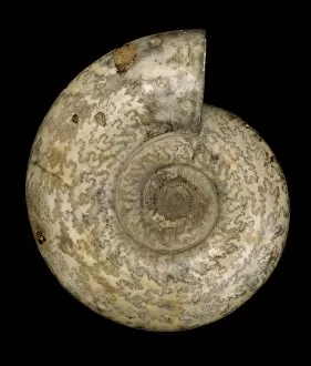 Zig Zag Collection: Parkinsonia dorsetensis, ammonite