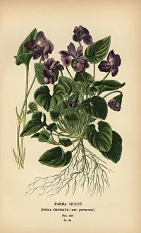 Horticulture Prints: Parma violet, Viola odorata