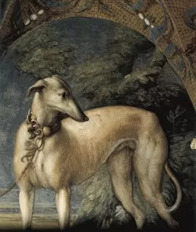 Myths Collection: PARMIGIANINO, Francesco Mazzola, called Il (1503-1540)