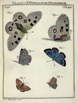 Parnassius apollo Linnaeus, Papilionidae; Maculinea arion Li