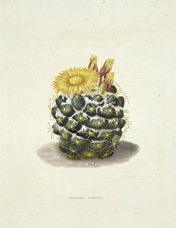 Parodia sellowii, cactus Parodia sellowii, cactus
