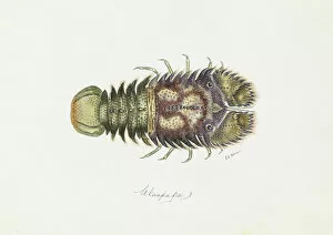 Women Artists Collection: Parribacus antarcticus, slipper lobster