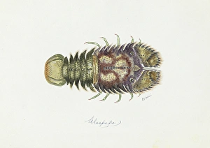 Slipper lobster hotsell for sale