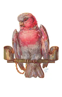 Bowley Prints: Parrot