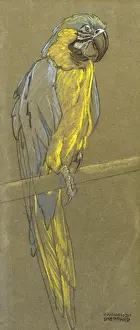 Parrot