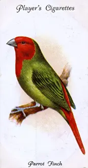 Finches Prints: Parrot Finch