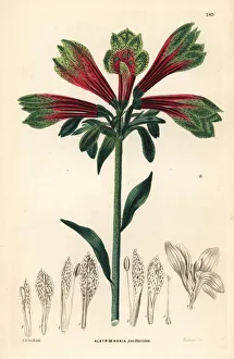 Peruvian Gallery: Parrot lily or Peruvian lily, Alstroemeria pulchella
