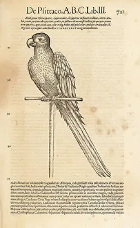 Perch Prints: Parrot or macaw species, possibly the scarlet macaw, Ara macao