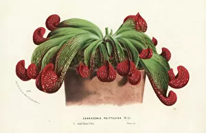 Sarracenia Collection: Parrot pitcher plant, Sarracenia psittacina