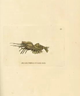 Parrot shrimp, Spirontocaris spinus