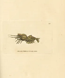 Spine Gallery: Parrot shrimp, Spirontocaris spinus