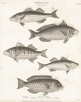 Hurst Prints: Parrotfish, seabass and shi drum species