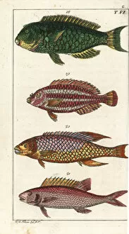 Rufus Gallery: Parrotfish, striped parrotfish, Spanish hogfish