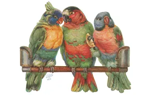 Parrots
