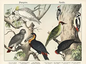 Naturgeschichte Des Tierreichs Prints: Parrots, toucan, and woodpeckers