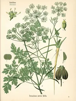 Adolph Prints: Parsley, Petroselinum crispum