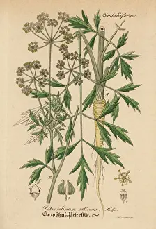 Parsley Prints: Parsley, Petroselinum sativum