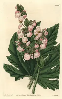 Leaved Prints: Parsnip-leaved or starleaf begonia, Begonia heracleifolia