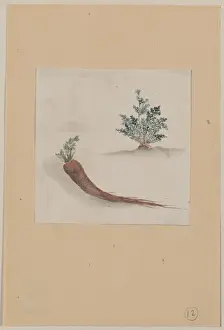 Carrots Prints: Parsnips or carrots with plant growing in the background