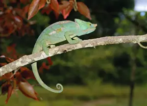 Parsons Prints: Parsons Chameleon