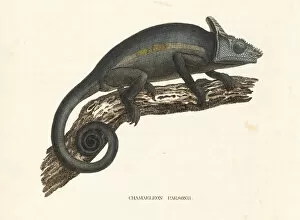 Naturhistorischer Gallery: Parsons chameleon, Calumma parsonii