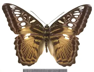 Parthenos sylvia salentia, clipper butterfly