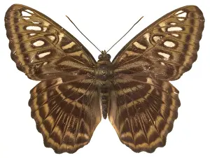 Nymphalidae Prints: Parthenos sylvia thesaurus, clipper butterfly