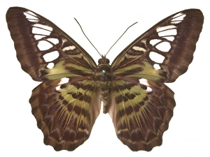 Parthenos sylvia virens, clipper butterfly Parthenos sylvia virens, clipper butterfly