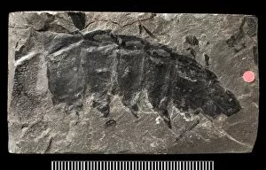 Crustacea Collection: Partial fossil remains of the giant millepede, Arthropleura
