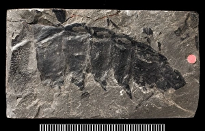 Crustacea Collection: Partial fossil remains of the giant millepede, Arthropleura