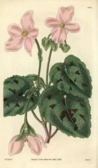 Begonia Gallery: Particoloured begonia, Begonia picta