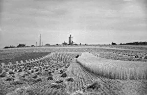 Cornfield Prints: Partly harvested cornfield