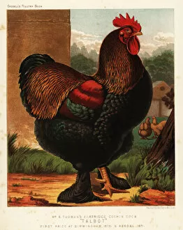 Dorking Gallery: Partridge cochin cock