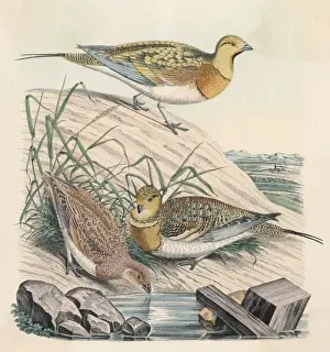 Partridges 1860