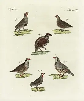 Bilderbuchfurkinder Prints: Partridges, francolin and red-necked spurfowl