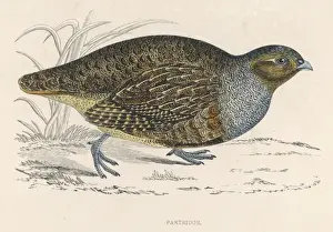 Partridges (Morris)