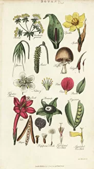 Parts of flowers including petal, nectary