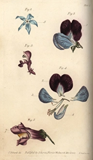 Parts of fructification in borage 1, pea 2 Parts of fructification in borage 1, pea 2