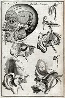 Parts of the head