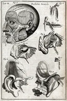 Circulation Prints: Parts of the head